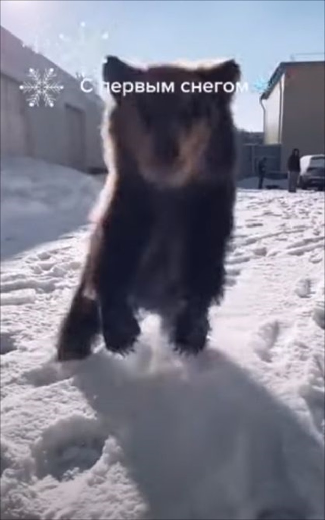 初めての雪に大興奮！雪の上ではしゃいでジャンプしているのは・・・かわいいクマの赤ちゃん！！