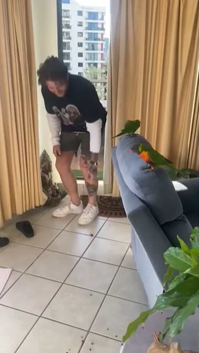 毎日インコがたむろするお家が凄い！このインコ達、実は飼っているわけではありません。【動画・海外】