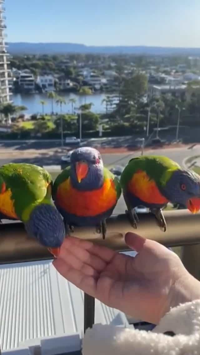 毎日インコがたむろするお家が凄い！このインコ達、実は飼っているわけではありません。【動画・海外】