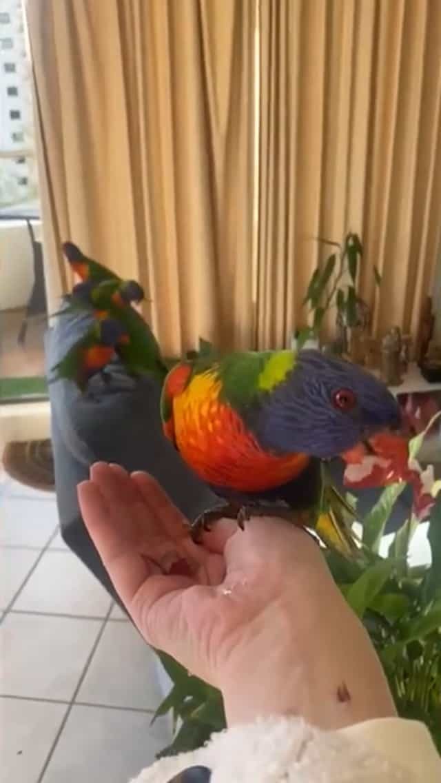 毎日インコがたむろするお家が凄い！このインコ達、実は飼っているわけではありません。【動画・海外】