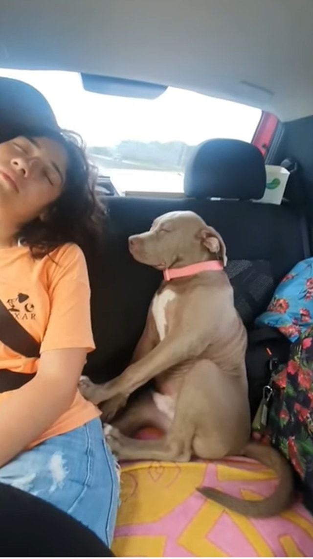 自分を人間だと思い込んでる？ドライブ中にお姉ちゃんに寄り添ってお昼寝する子犬。そんなふたりの姿が尊い
