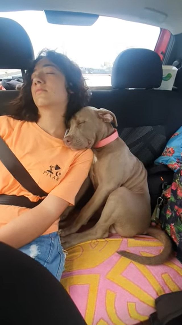 自分を人間だと思い込んでる？ドライブ中にお姉ちゃんに寄り添ってお昼寝する子犬。そんなふたりの姿が尊い