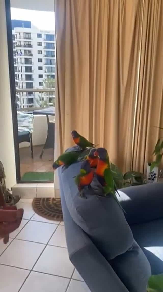 毎日インコがたむろするお家が凄い！このインコ達、実は飼っているわけではありません。【動画・海外】