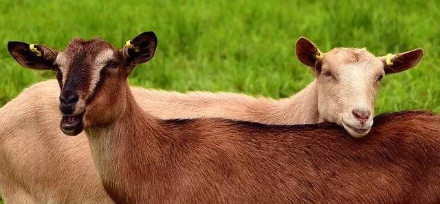 ヤギをペットとして飼いたい！飼い方や性格、値段、寿命などまとめてご紹介！