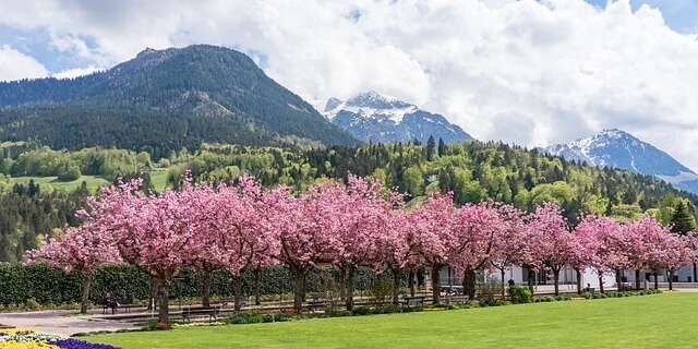 【全国】桜がきれいなキャンプ場特集。この時期ならではのお花見キャンプは格別！