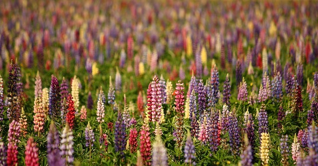 ルピナスの花言葉は?オオカミのように逞しく生きる土壌の破壊王を紹介