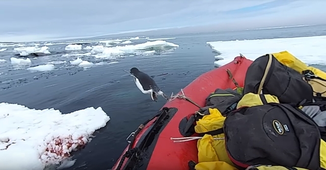 海からピョーン！間違ってゴムボートに上がっちゃったペンギンの戸惑う姿がかわいい！