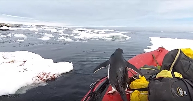 海からピョーン！間違ってゴムボートに上がっちゃったペンギンの戸惑う姿がかわいい！