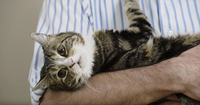 「赤ちゃんを抱くように猫を抱っこしていいの？」そんな疑問を獣医師が分かりやすく解説！