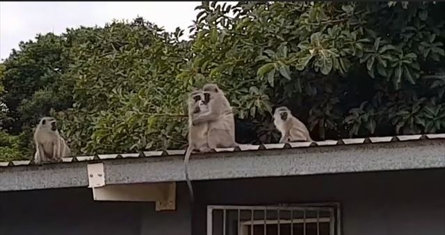 感動の再会に涙！3週間ぶりに家族の元に帰された子猿と母猿の再会シーンは泣ける