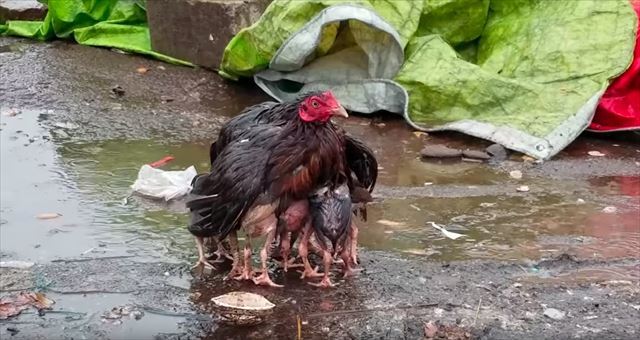 雨の中で必死に我が子の傘になり守ろうとする母鶏の姿に心打たれる