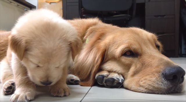 睡魔と格闘中の子犬が可愛すぎる♪ 奮闘するも、やっぱり睡魔には勝てなかった…