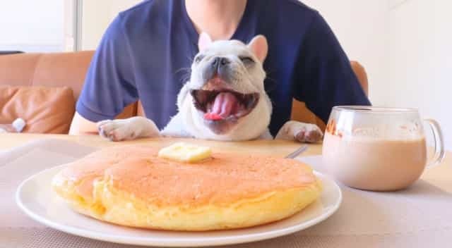 新潟県で愛犬とおでかけ！気軽に立ち寄れるカフェやペットと泊まれる宿を愛犬家目線でピックアップ