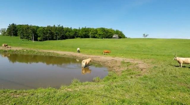 【母性に感動】必死で何かを訴えかける母牛！実はどうしても人間に助けてほしい理由が･･･