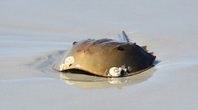 「生きた化石」と聞いて思い浮かぶ生物は？実は全然珍しくないアイツも生きた化石だった！！