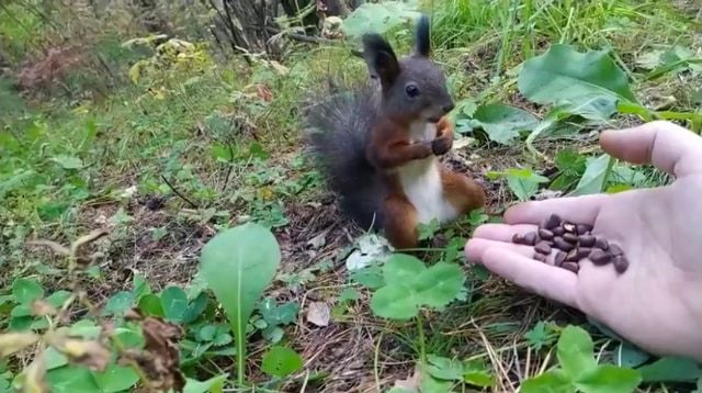 餌をあげた野生のリスがフリーズ！リスだけ時が止まったかと思う面白ビックリな動画が話題に