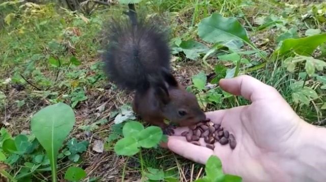 餌をあげたらリスが完全にロングフリーズ？！リスだけ時が止まったかと思う面白ビックリな動画