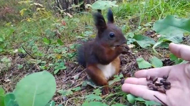 餌をあげたらリスが完全にロングフリーズ？！リスだけ時が止まったかと思う面白ビックリな動画