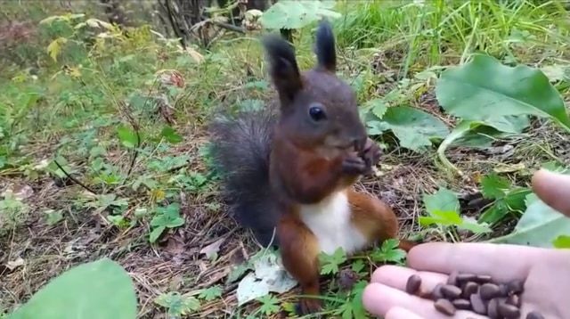 餌をあげたらリスが完全にロングフリーズ？！リスだけ時が止まったかと思う面白ビックリな動画