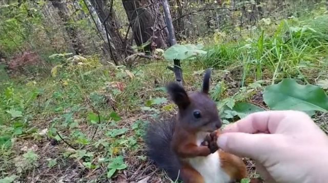 餌をあげたらリスが完全にロングフリーズ？！リスだけ時が止まったかと思う面白ビックリな動画