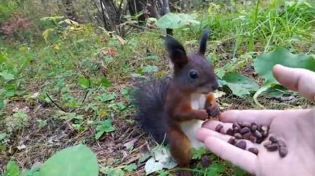 餌をあげたらリスが完全にロングフリーズ？！リスだけ時が止まったかと思う面白ビックリな動画