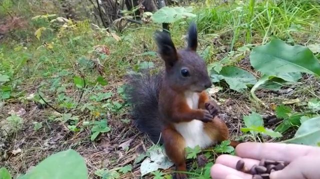 餌をあげた野生のリスがフリーズ！リスだけ時が止まったかと思う面白ビックリな動画が話題に