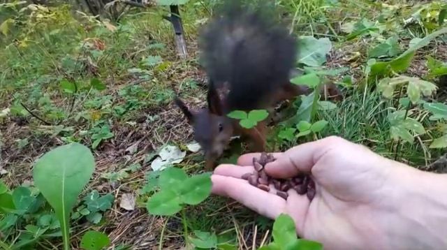 餌をあげた野生のリスがフリーズ！リスだけ時が止まったかと思う面白ビックリな動画が話題に