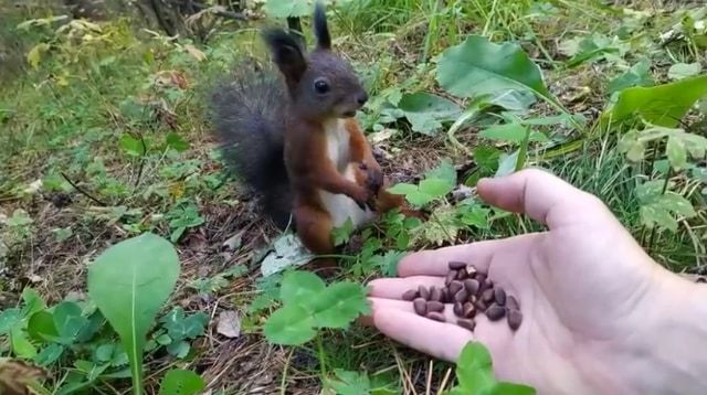 餌をあげた野生のリスがフリーズ！リスだけ時が止まったかと思う面白ビックリな動画が話題に