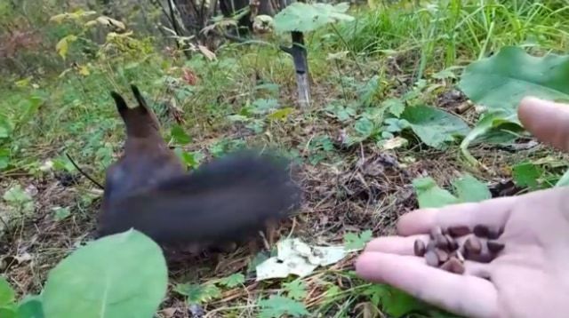 餌をあげたらリスが完全にロングフリーズ？！リスだけ時が止まったかと思う面白ビックリな動画