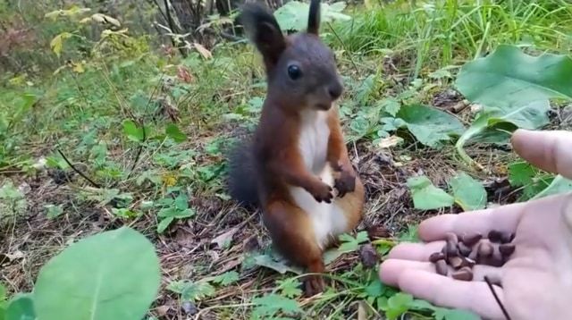 餌をあげたらリスが完全にロングフリーズ？！リスだけ時が止まったかと思う面白ビックリな動画