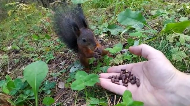 餌をあげたらリスが完全にロングフリーズ？！リスだけ時が止まったかと思う面白ビックリな動画