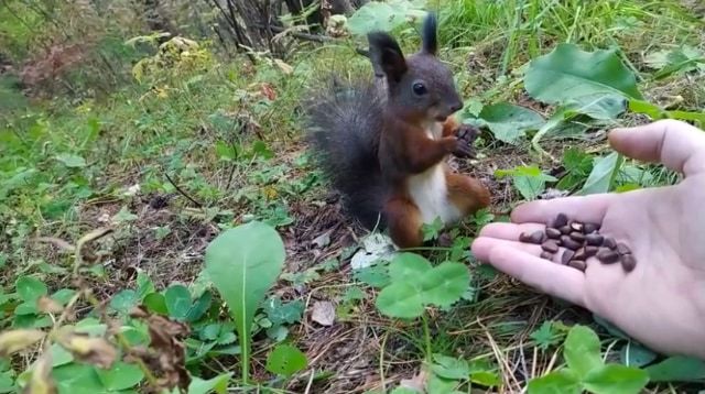 餌をあげたらリスが完全にロングフリーズ？！リスだけ時が止まったかと思う面白ビックリな動画