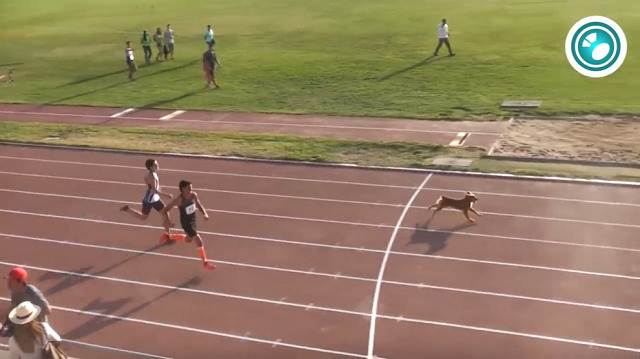 チリの陸上競技大会・400メートル走で犬が乱入するハプニング！なお、見事に優勝をかっさらう！