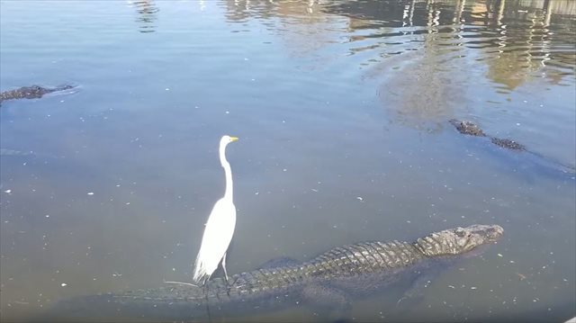 これは驚き！ワニの背中に乗ってサーフィンを楽しむ鳥が発見される