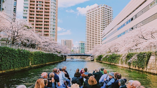 水上から大迫力の桜見物を｜桜のトンネルを楽しむ「お花見クルーズ」