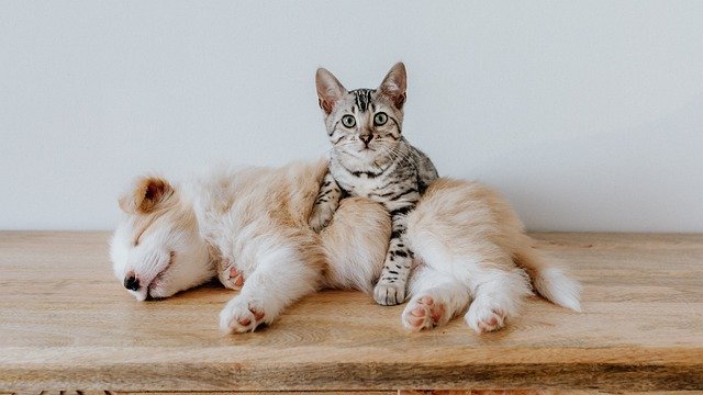 【ペット飼い主向け】クラウドファンディングの仕組み・注意点・種類や歴史を解説！犬猫プロジェクト一覧