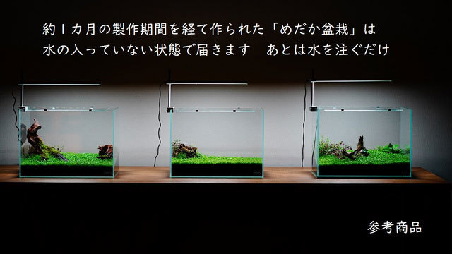 “めだか盆栽”が宇宙へ?!『めだかやドットコム』がクラファン開始!