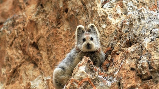 もふもふカワイイ！絶滅危惧種イリナキウサギが20年ぶりに中国で発見される