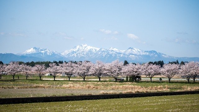 旧暦で2月を意味する「如月」、なぜ「きさらぎ」と読むの?その名前の由来や意味をご紹介!