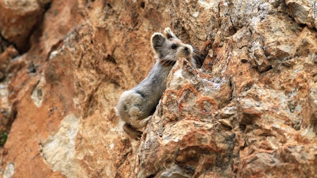 もふもふカワイイ！絶滅危惧種イリナキウサギが20年ぶりに中国で発見される