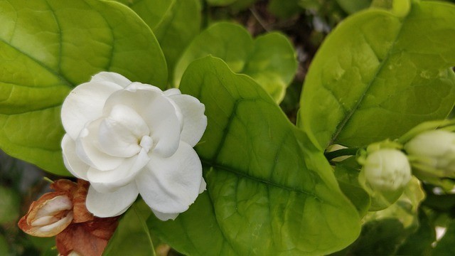 「ジャスミン(茉莉花)」の花言葉は?その魅惑的な甘い香りからセクシーなものも!!