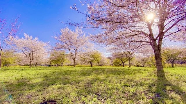 シーズン到来・大分の秘境の地に誕生した新名所「長湯温泉しだれ桜の里」