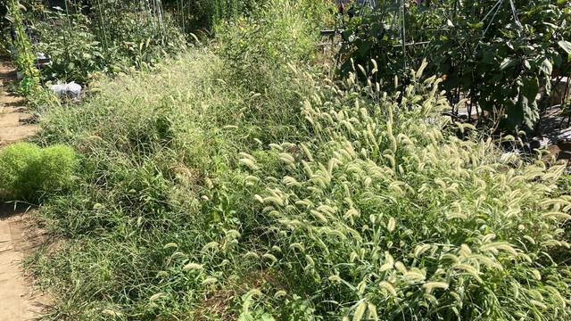 片手で扱えて立ったまま草刈りできる｢草取りヅメ｣で伸びまくる雑草をやっつけろ