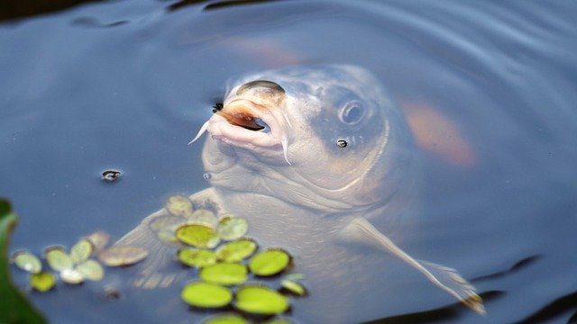 鯉がなんでも食べるのは胃が無いから！？無胃魚と呼ばれる魚たちを紹介