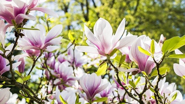 春に咲くのは桜やチューリップだけじゃない!美しく咲く春の花をご紹介