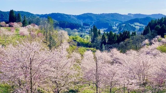 シーズン到来・大分の秘境の地に誕生した新名所「長湯温泉しだれ桜の里」