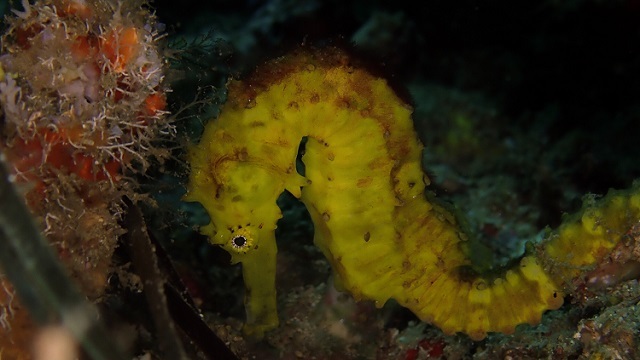 「タツノオトシゴ」はオスが出産するって本当？不思議な魚の生態をご紹介！！