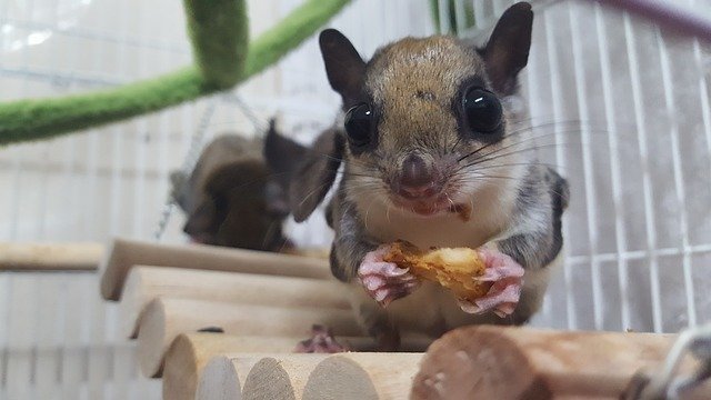 リスをペットにしたい！飼いやすくておすすめの種類や飼い方、値段など総まとめ！