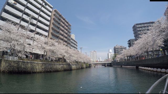 目黒川と大岡川で催行｜花見と「シャンドン ロゼ」を楽しむクルージング