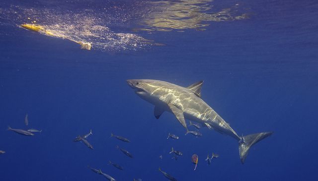 【シャークアタック】サメに遭遇したら心がけたい5つのこと